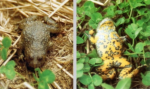 Bombina variegata