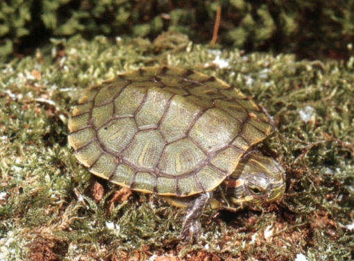 Trachemys scripta