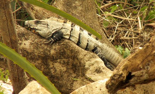 Ctenosaura similis