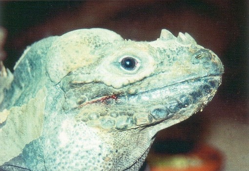 Cyclura cornuta