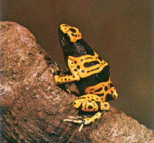 Dendrobates leucomelas