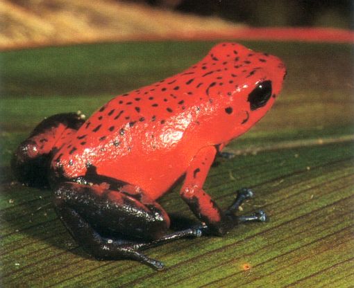 Oophaga pumilio