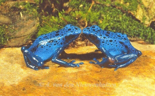 Dendrobates tinctorius