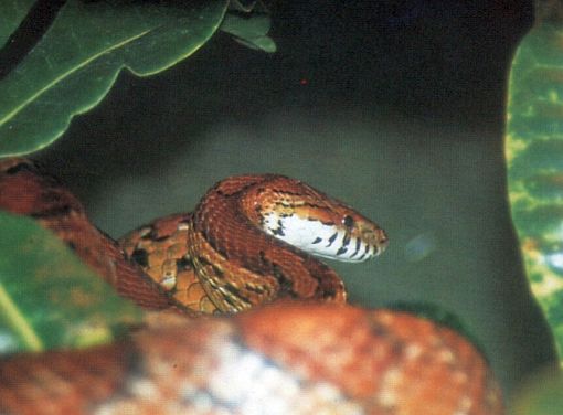 Pantherophis guttatus