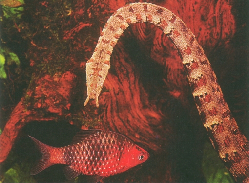 Erpeton tentaculatum