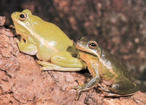 Hyla cinerea