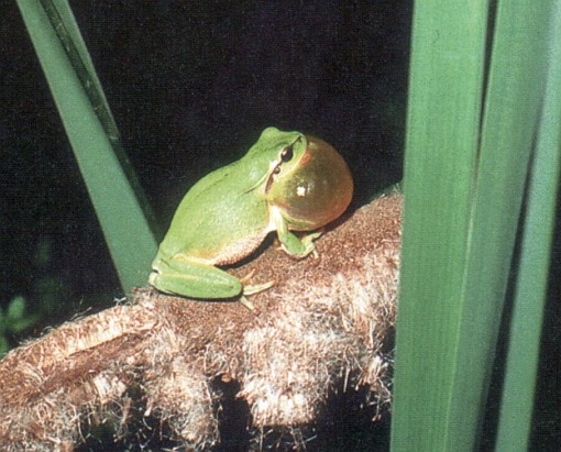 Hyla meridionalis