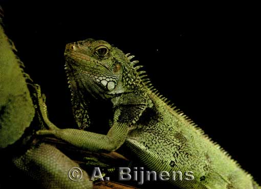 [Foto Iguana iguana]