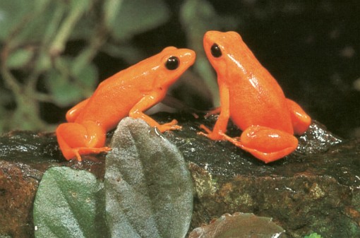 Mantella aurantiaca