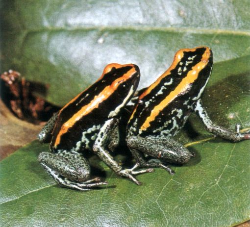 Phyllobates vittatus