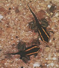 Phyllobates vittatus