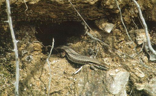 Podarcis muralis