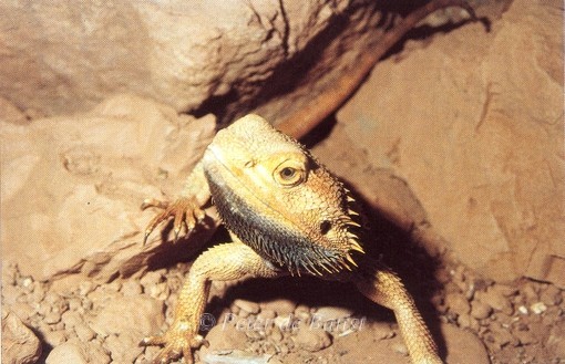 Pogona vitticeps