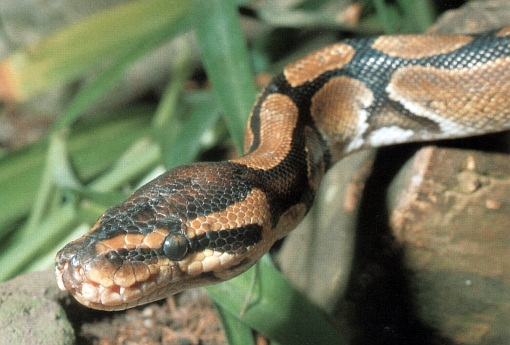 Python regius