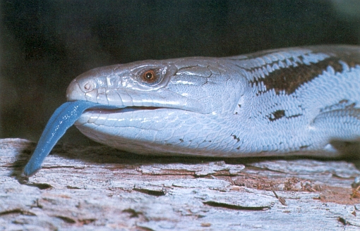 Tiliqua scincoides