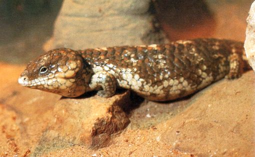 Tiliqua rugosa