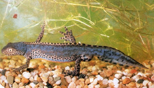 Ichthyosaura alpestris