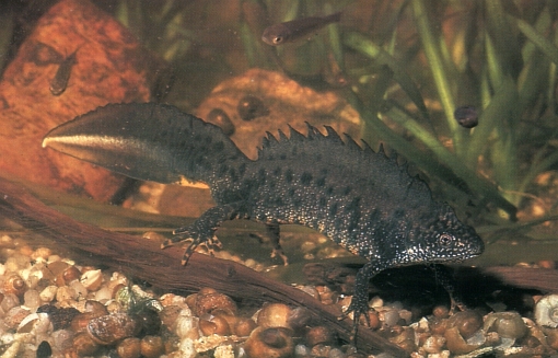 Triturus cristatus