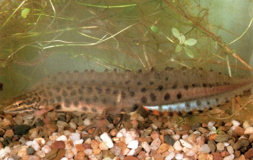 Lissotriton vulgaris