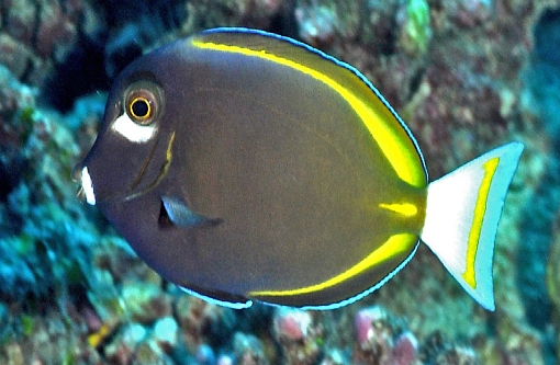 Acanthurus nigricans