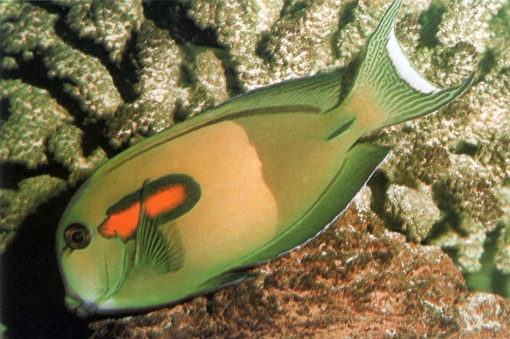 Acanthurus olivaceus