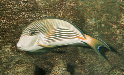 Acanthurus sohal