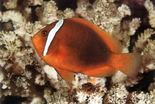 Amphiprion frenatus