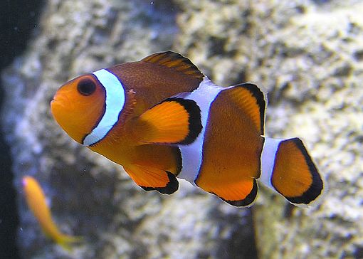 Amphiprion percula