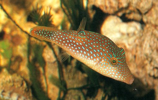 Canthigaster margaritata