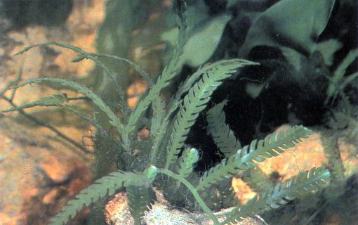 Caulerpa scalpelliformis