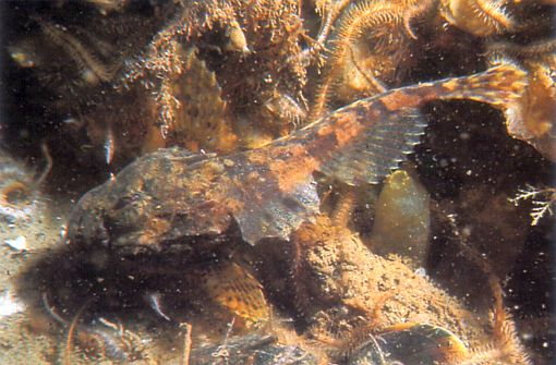 Myoxocephalus scorpius