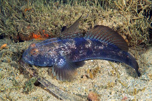 Gobius niger