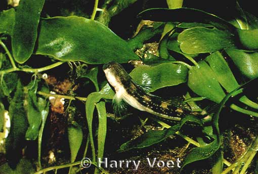 [Foto Lipophrys adriaticus]