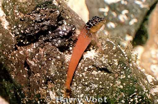 [Foto van Lipophrys nigriceps]