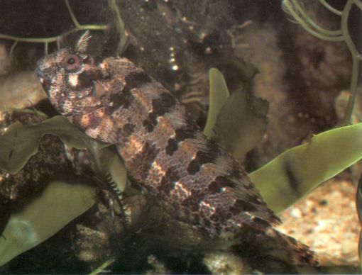 Parablennius gattorugine