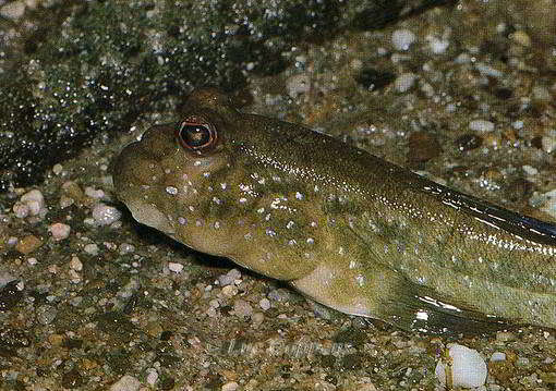 Periophthalmus barbarus