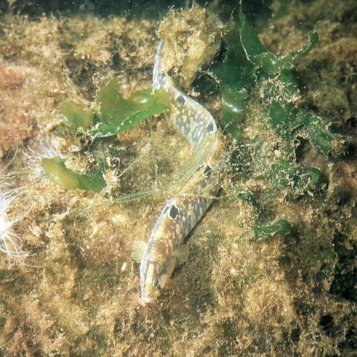 Pholis gunnellus