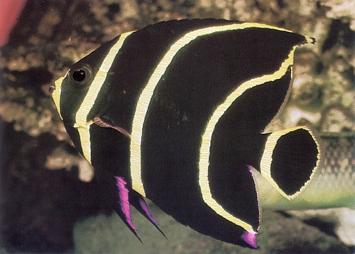 Pomacanthus paru