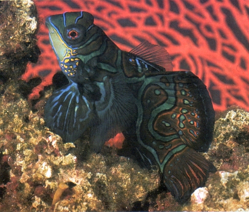 Synchiropus splendidus