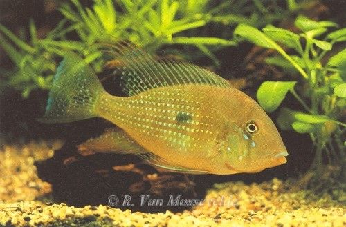 Acarichthys heckelii