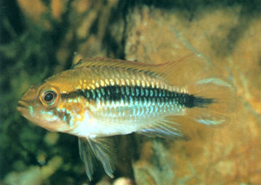 Apistogramma agassizii