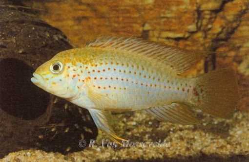 Apistogramma alacrina