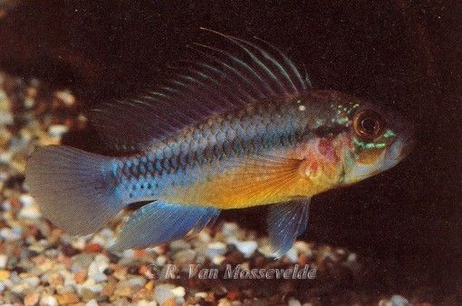 Apistogramma atahualpa