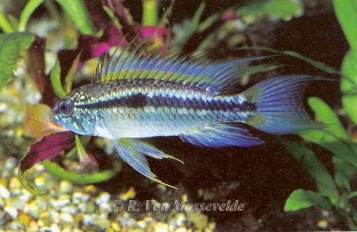 Apistogramma bitaeniata