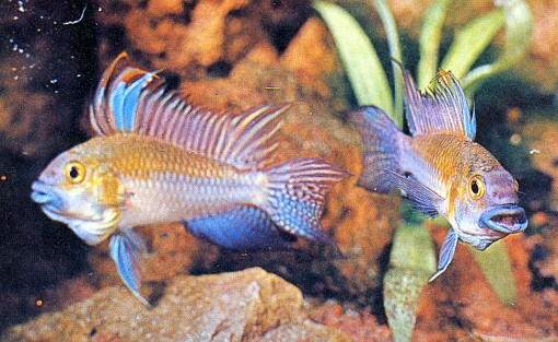 Apistogramma borellii