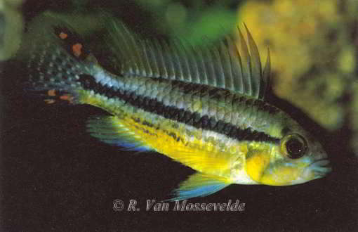 Apistogramma cacatuoides