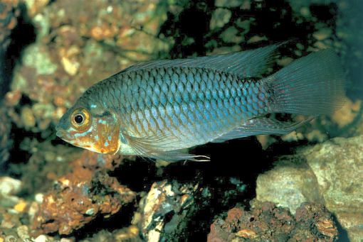 Apistogramma caetei