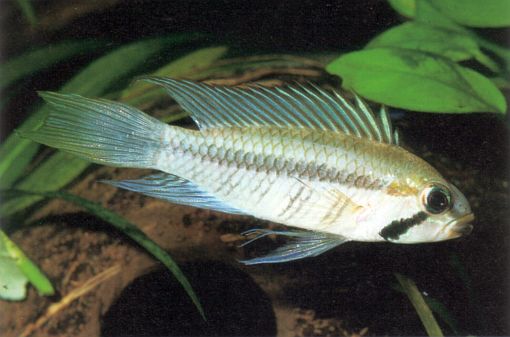 Apistogramma gibbiceps