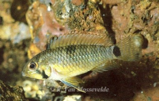 Apistogramma hippolytae