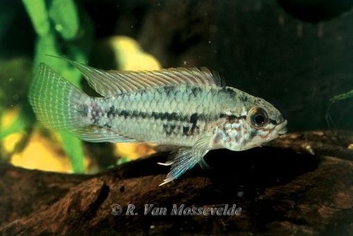 Apistogramma inconspicua